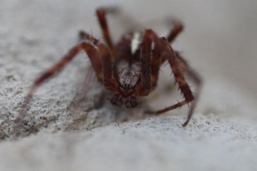Réf. 145 712 : Araneus diadematus