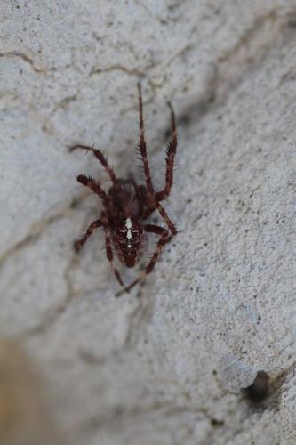 Araneus diadematus