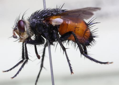 Réf. 145 378 : Peleteria abdominalis