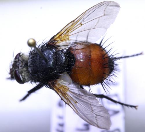 Réf. 145 379 : Peleteria abdominalis