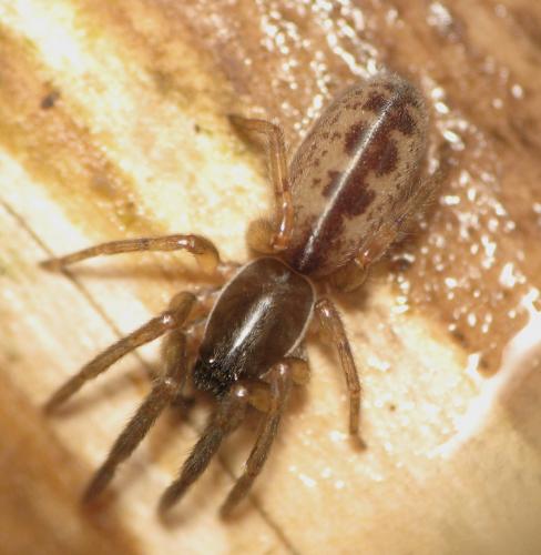 Segestria senoculata