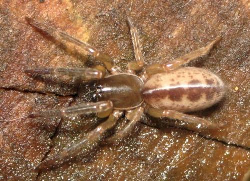 Segestria senoculata