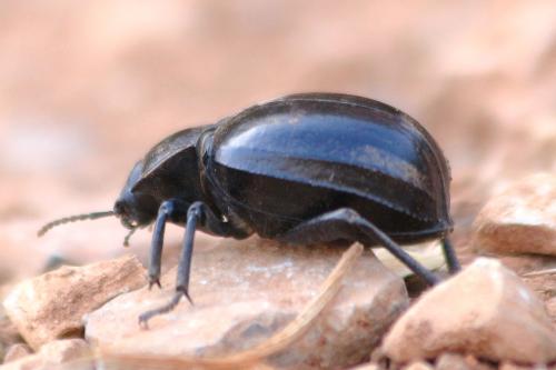 Morica planata