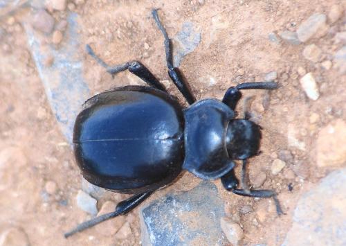 Morica planata
