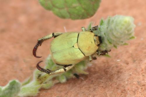 Hoplia africana africana