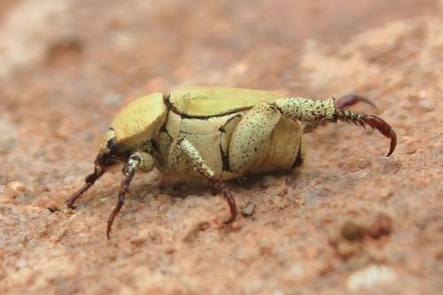 Hoplia africana africana