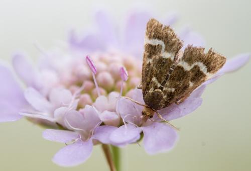 Pyrausta nigrata