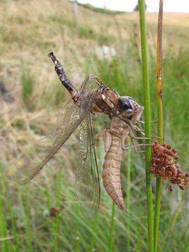 Réf. 145 471 : Aeshna juncea