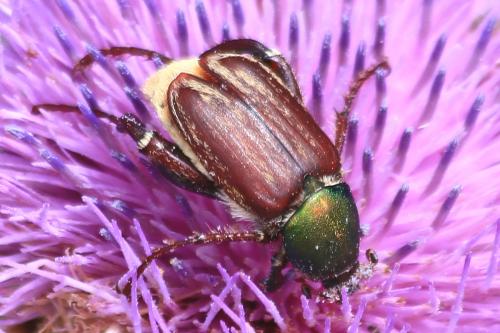 Glaphyrus opulentus
