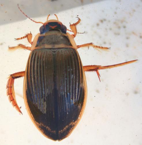Réf. 145 525 : Dytiscus marginalis