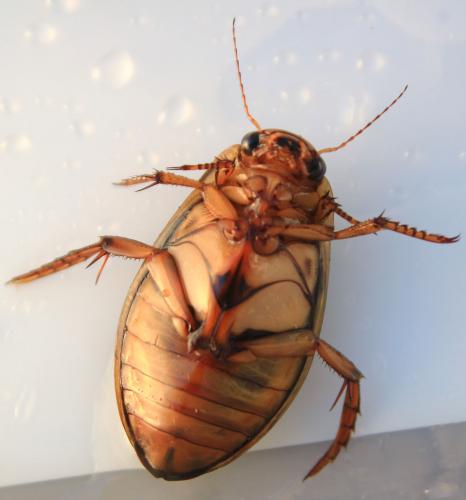 Réf. 145 526 : Dytiscus marginalis