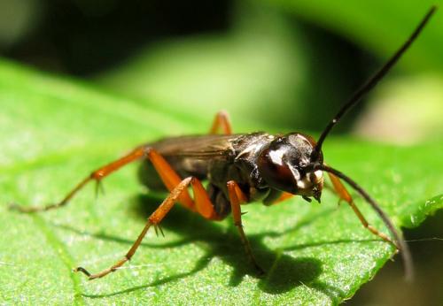 Réf. 145 947 : Agenioideus cinctellus