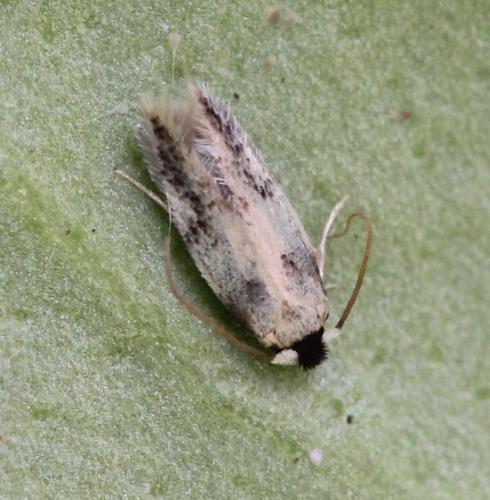 Réf. 145 910 : Ectoedemia decentella
