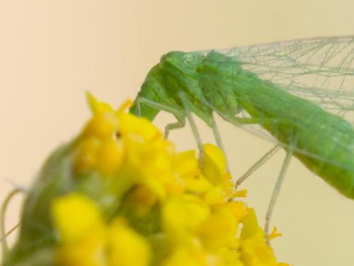 Chrysoperla sp.