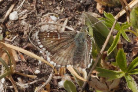 Pyrgus sp.