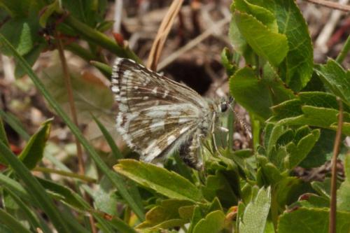 Pyrgus sp.