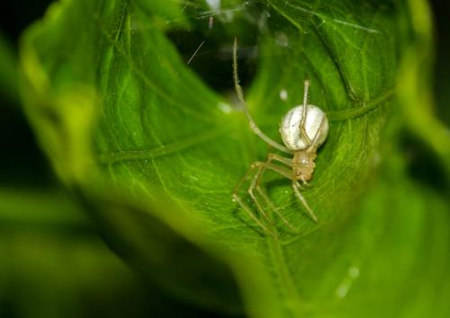 Réf. 145 275 : Enoplognatha sp.