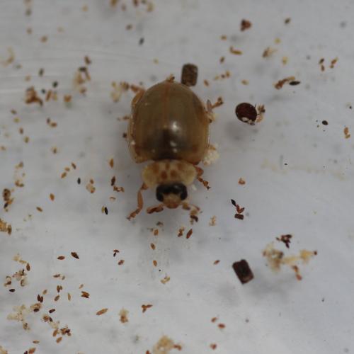 Adalia decempunctata