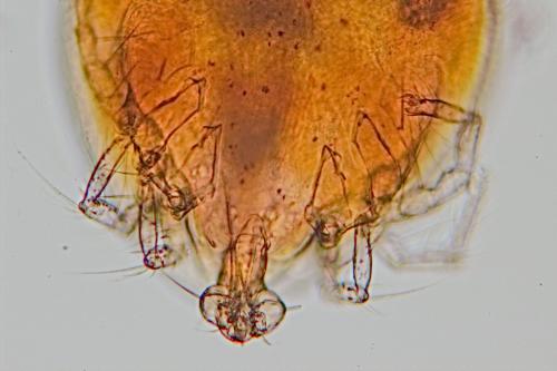 Réf. 145 360 : Arrenurus sp.