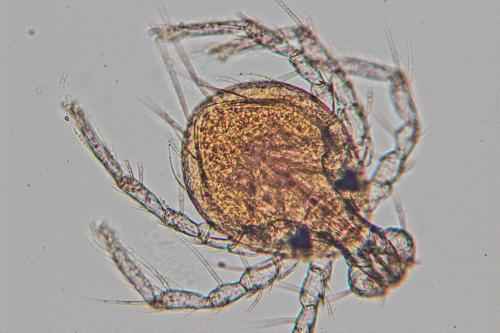 Réf. 145 361 : Arrenurus sp.