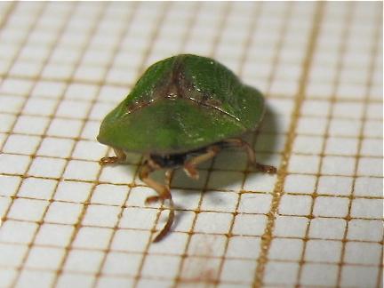 Réf. 145 298 : Cassida sp.