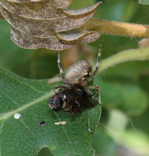 Réf. 145 170 : Neoscona subfusca