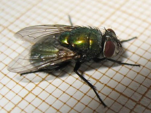 Réf. 145 131 : Lucilia sericata