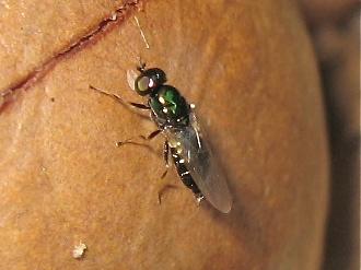 Réf. 145 062 : Microchrysa polita
