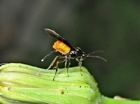 Réf. 145 063 : Bracon sp.