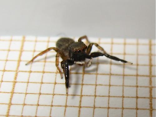 Réf. 145 126 : Euophrys frontalis
