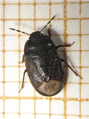 Ochetostethus sp.