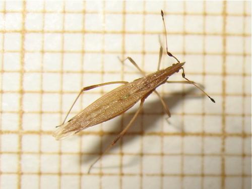 Berytinus minor