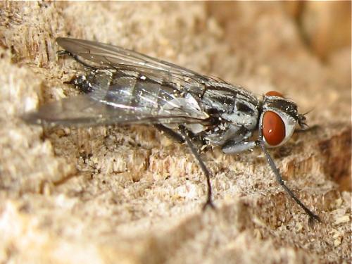 Réf. 145 479 : Macronychia striginervis