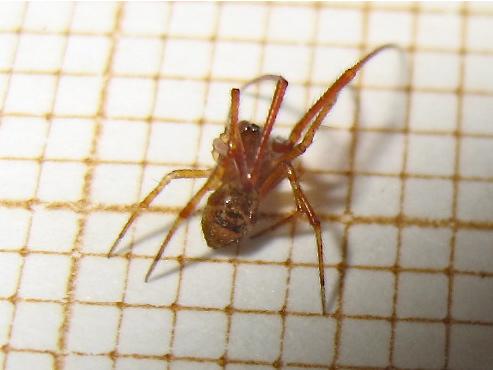 Réf. 145 698 : Parasteatoda simulans