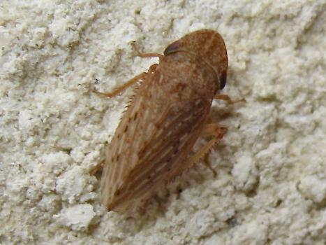 Réf. 145 611 : Aphrodes makarovi