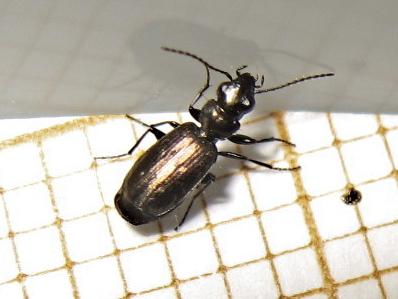 Réf. 145 662 : Syntomus foveatus