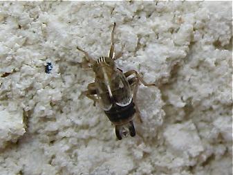 Réf. 145 856 : Dicranotropis hamata