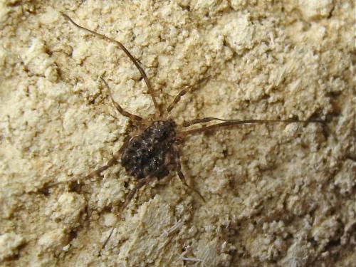 Homalenotus quadridentatus