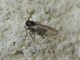 Javesella sp.