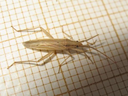 Réf. 145 849 : Stenodema laevigata