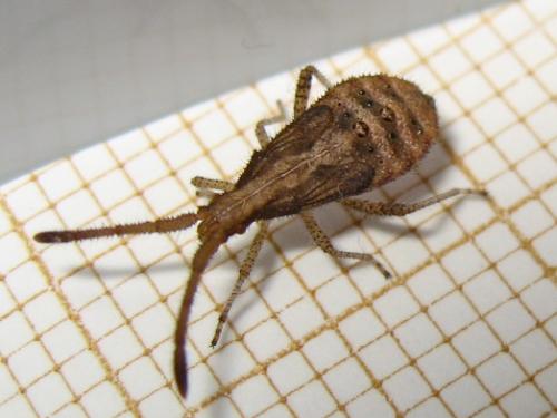 Coriomeris sp.