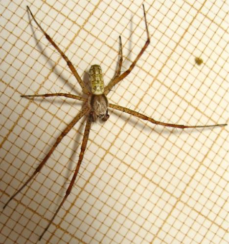 Argiope bruennichi
