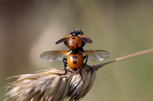Gymnosoma sp.