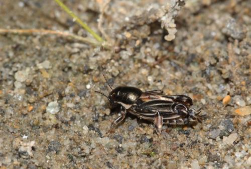 Réf. 145 035 : Xya variegata