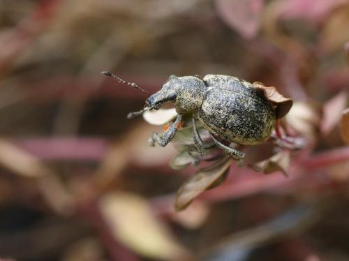 Liophloeus tessulatus