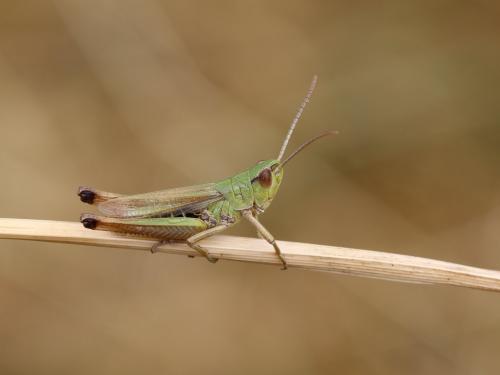 Pseudochorthippus parallelus parallelus