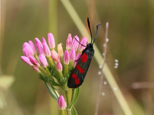 Zygaena sp.