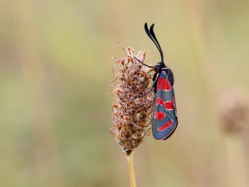 Zygaena carniolica