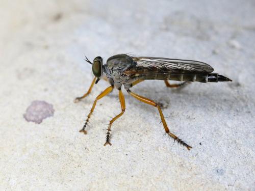 Neomochtherus pallipes