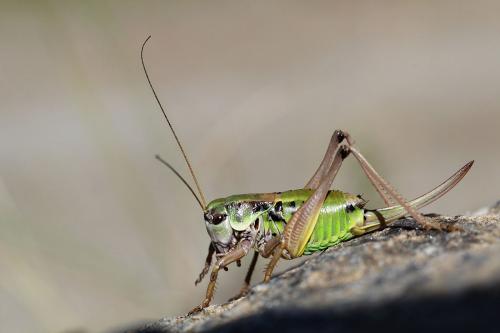 Anonconotus baracunensis